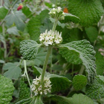 White Horehound (Marrubium Vulgare L.)